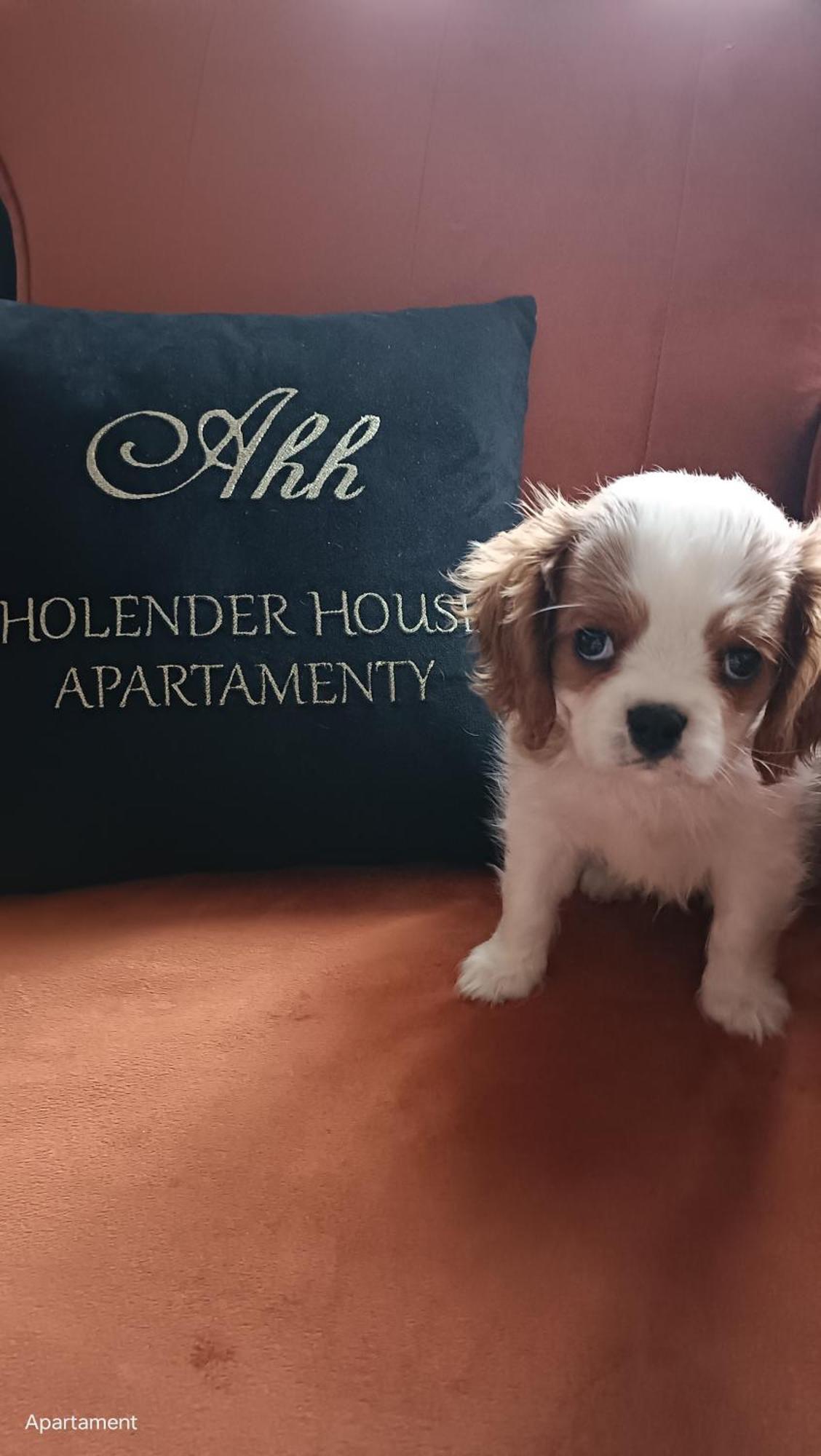 Apartamenty Holender House Choczewo Eksteriør bilde